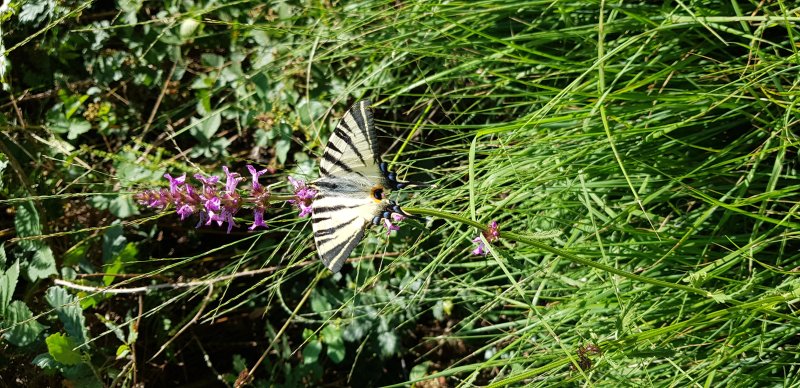 Papillon. FLAMBÉ Famille des Papillionidaes .Prairie Les Bourassières. BRUNO GODET